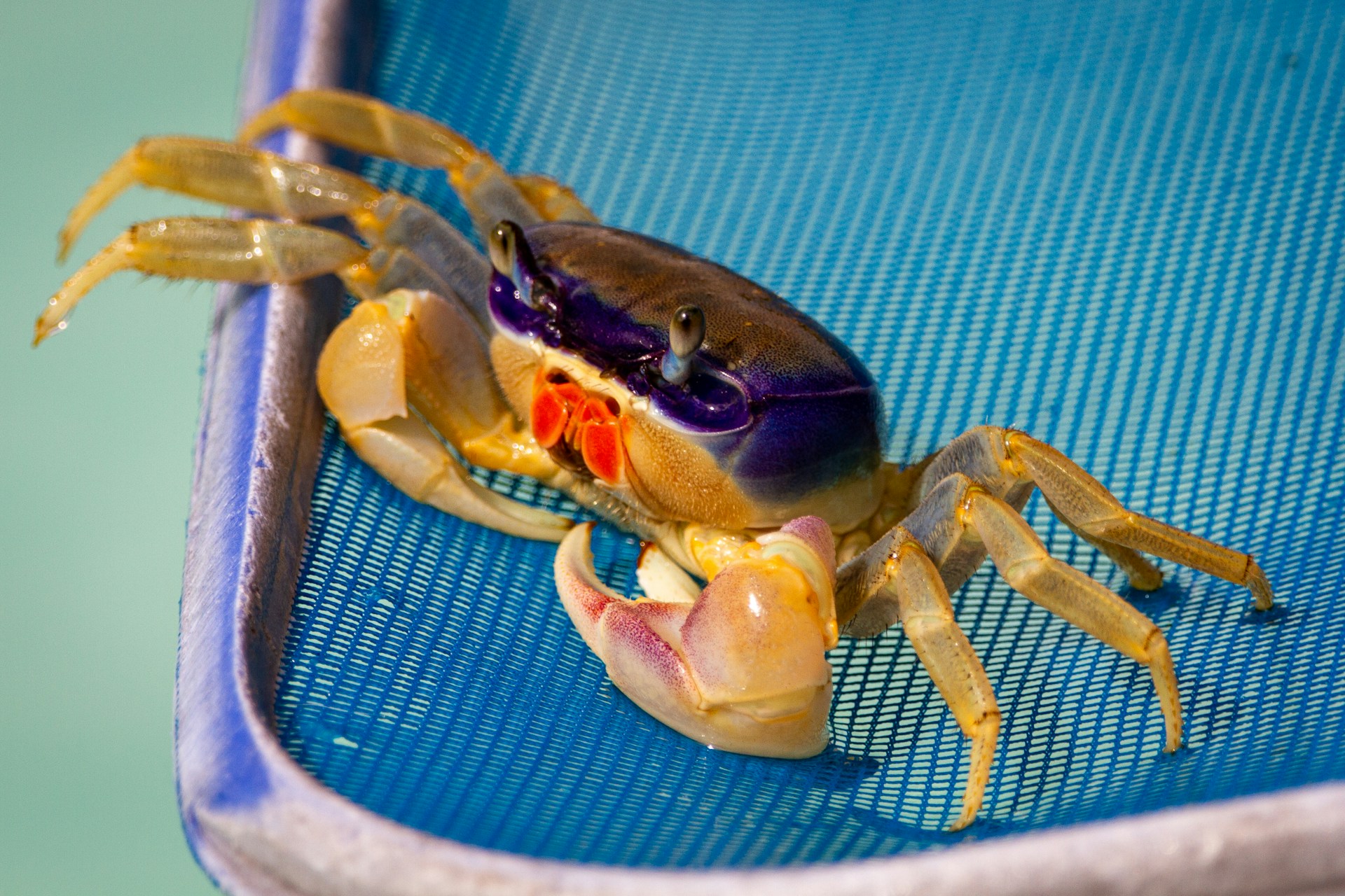 L’invasione del granchio blu sconvolge le tradizioni culinarie e l’ecologia italiana